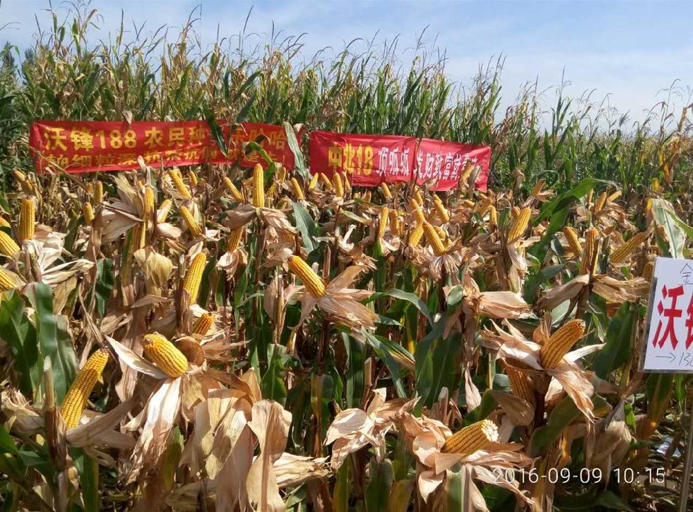 2011年屯留縣寶豐種業(yè)觀摩會